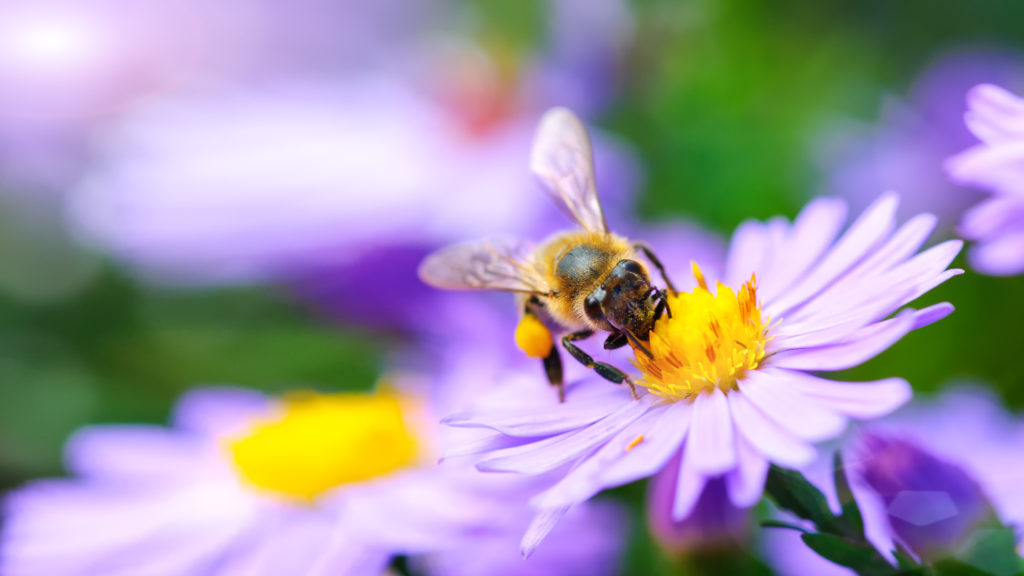 Journée mondiale des abeilles : notre guide de sauvetage